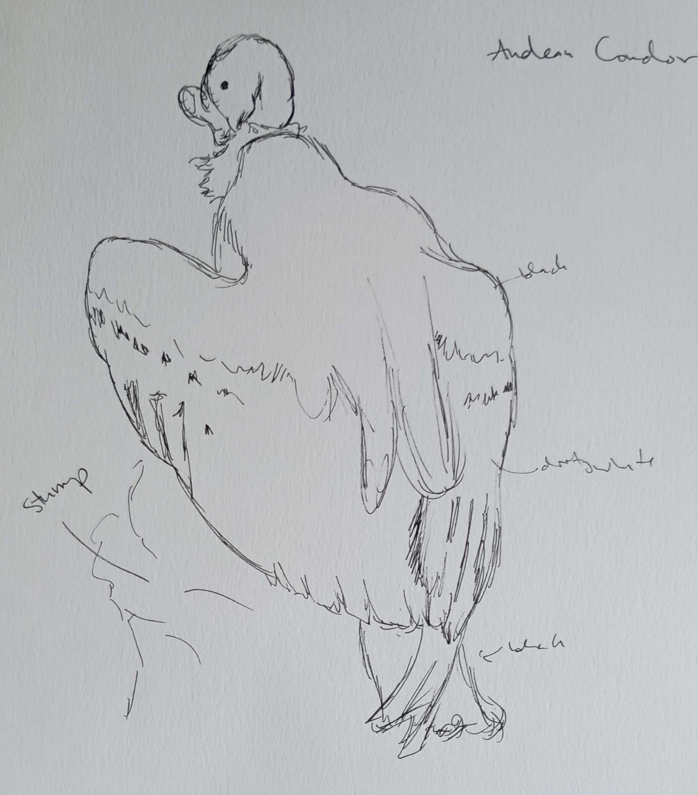 andean condor-Pencil